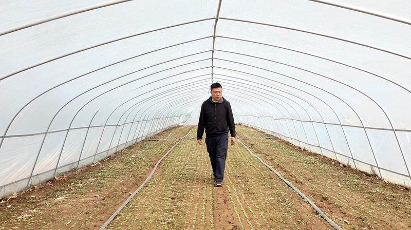 choi sum seedlings in a greenhouse on his vegetable farm in Zhongning